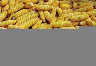 红绒盒天然凹槽古筝指甲 专业演奏者的匠心之选